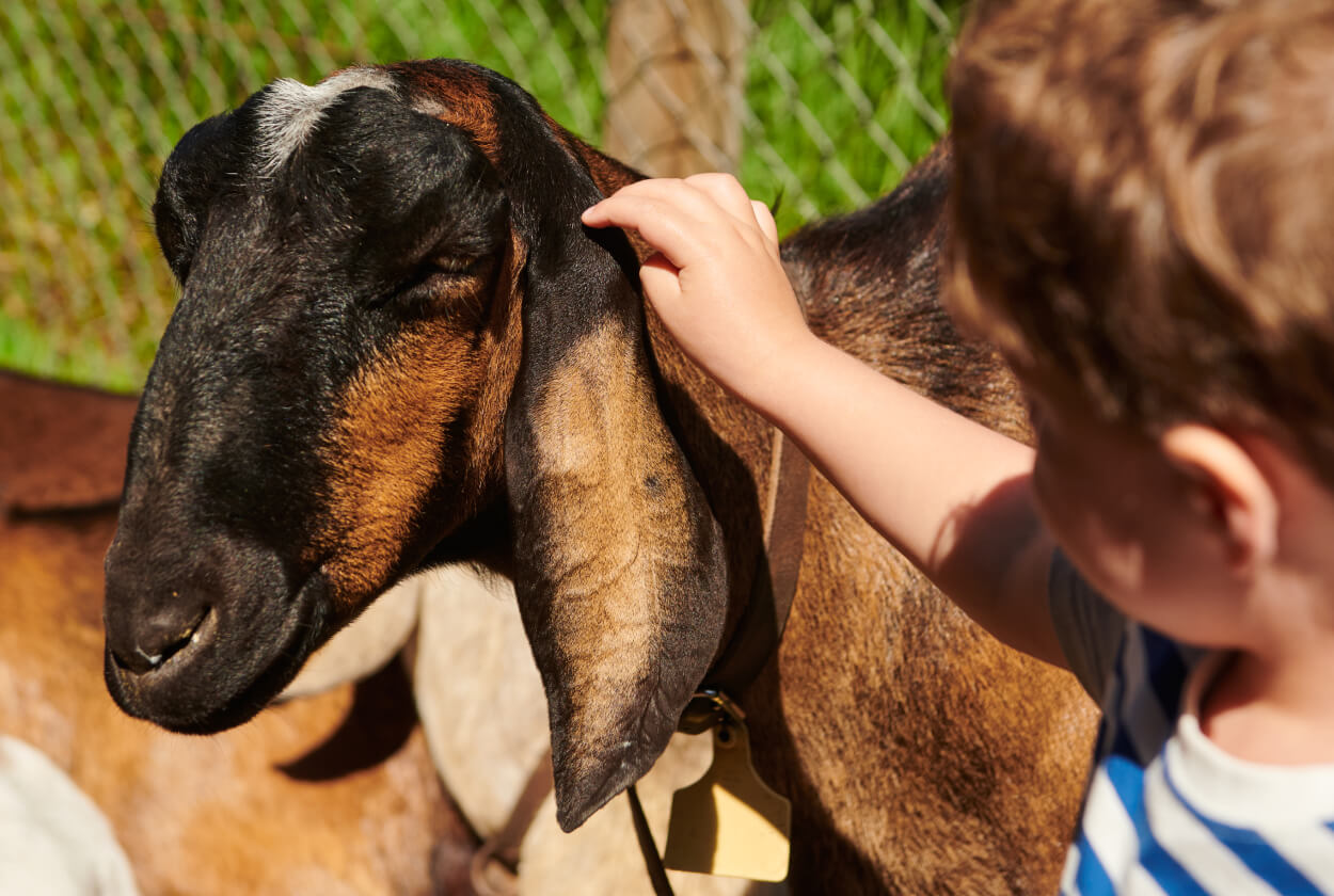 Collingwood Childrens Farm